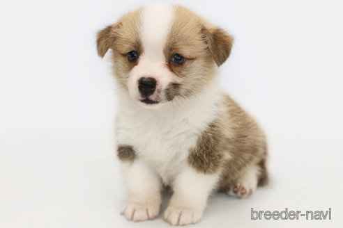 成約済の神奈川県のウェルシュコーギーペンブローク-321275の2枚目